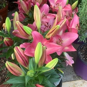 Meet your Posher, Sherry